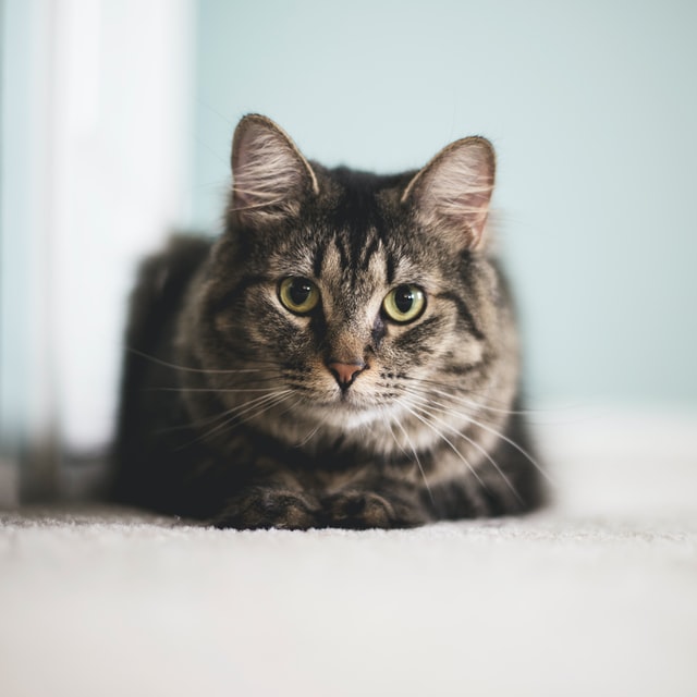 cat