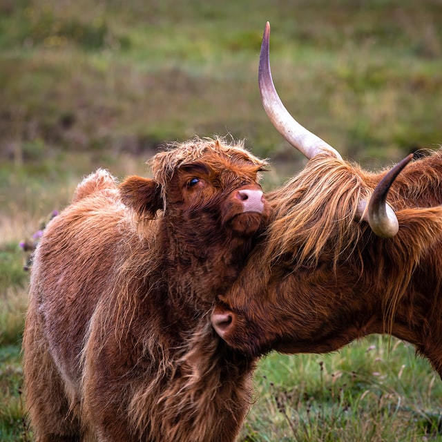 cow