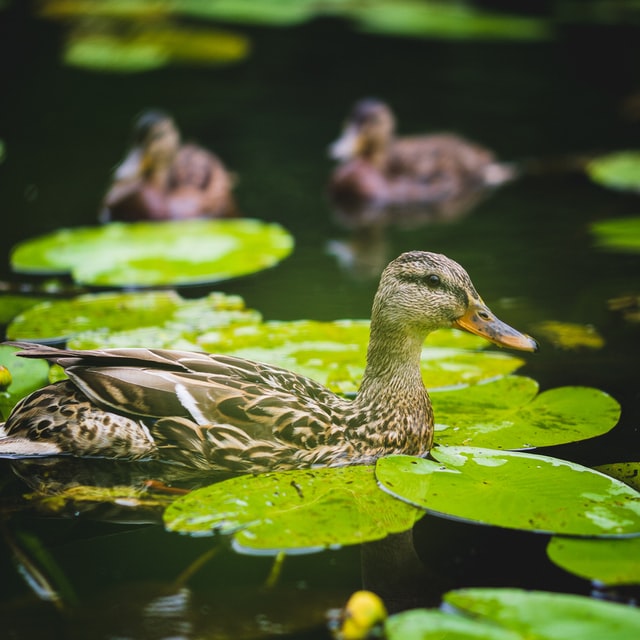 duck