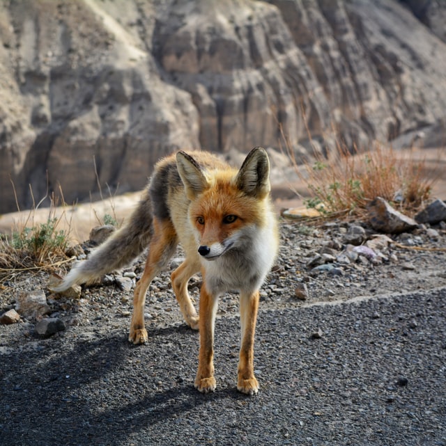 fox