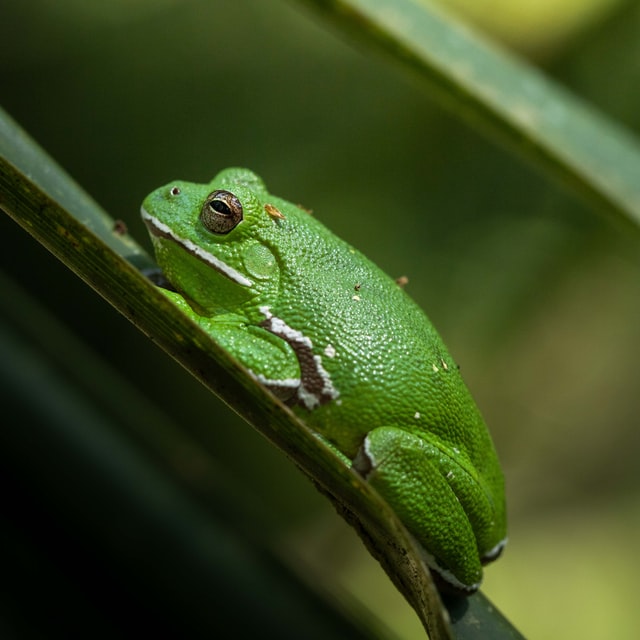 frog