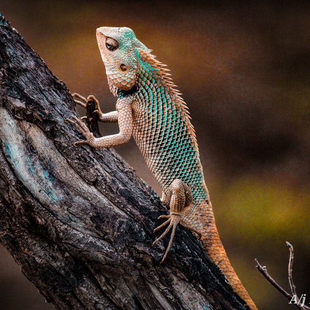 lizard