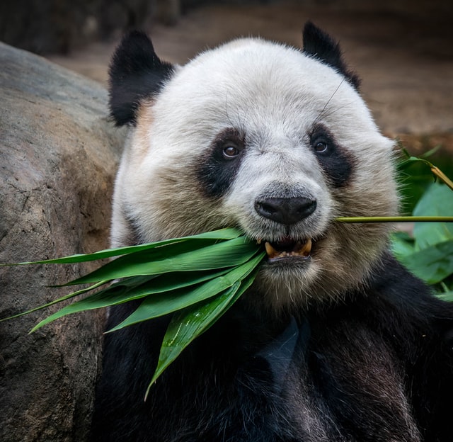 panda