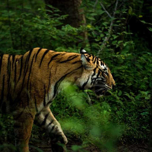 tiger